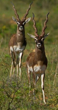 two antelope standing next to each other on a lush green field