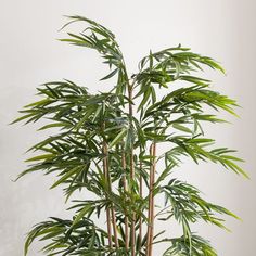 a potted plant with lots of green leaves