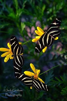 two black and white butterflies on yellow flowers