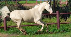 a white horse is galloping in an enclosed area with trees and grass behind it