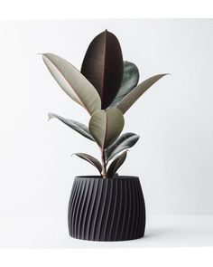 a plant in a black vase on a white surface