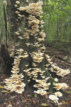 many mushrooms growing on the side of a tree trunk in the middle of a forest