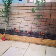 three chickens in a fenced off area next to a tree and potted plant