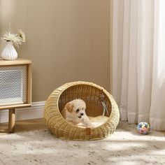 a small brown dog sitting in a wicker bed next to a dresser and window