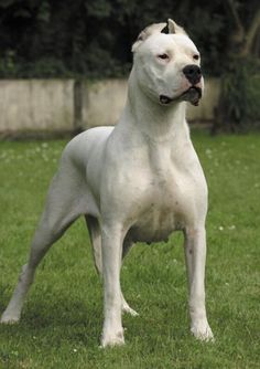 a white dog standing on top of a lush green field