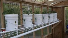 several buckets filled with plants in a greenhouse