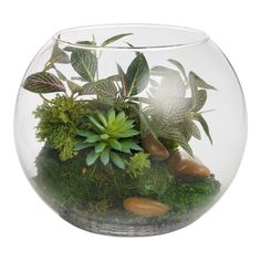 a glass bowl filled with plants and rocks