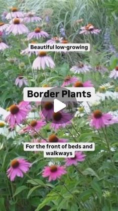 a field full of purple and white flowers with the words border plants for the front of beds and walkways