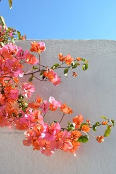 pink and orange flowers are growing on the side of a white wall with blue sky in the background