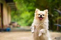 a small white dog standing on its hind legs with it's front paws in the air