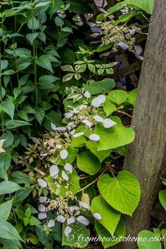 white flowers and green leaves growing on the side of a tree