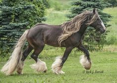 a brown horse with long hair running in the grass