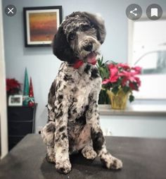 a black and white dog sitting on top of a table