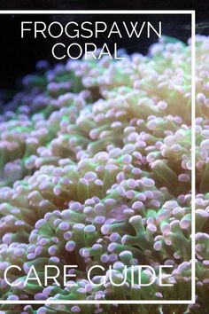 the cover of frogpawn coral care guide, with an image of green and white algae