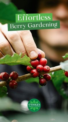 a person picking berries from a tree with text overlay that reads effortless berry gardening