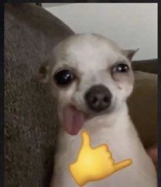 a small white dog with a thumbs up sticker on it's chest and tongue sticking out