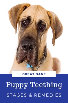 a dog with the words great dane puppy teething stages and remedies on it