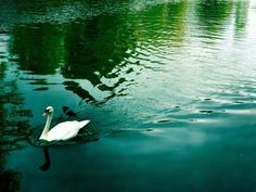 a white swan swimming on top of a lake