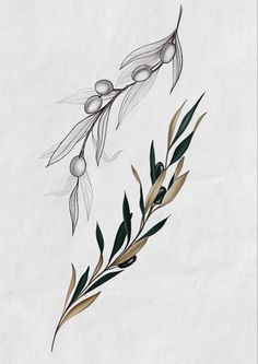 an olive branch with leaves and buds on white paper