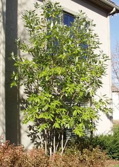 a small tree in front of a house