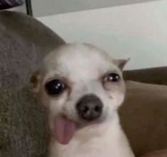 a small white dog sitting on top of a couch with its tongue hanging out and looking at the camera