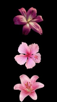 three pink flowers on a black background