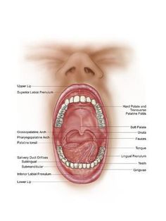 size: 24x18in Art Print: Anatomy of Human Mouth Cavity : Artists Anatomy Of Human, Human Tongue, Human Mouth, Soft Palate, Skin Moles, Human Teeth, Tongue Health, Backyard Greenhouse, Lower Lip