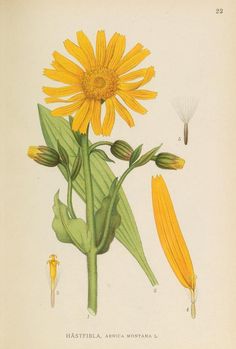 an illustration of a sunflower and other flowers