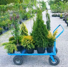 a blue wagon filled with potted plants on top of a gravel road next to trees