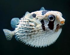 a puffer fish with black and white stripes on it's head, swimming in the water