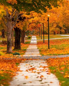 an autumn scene with leaves on the ground and trees in the foreground, one path leading to a lamp post