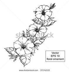 Tattoo Black and White Petunia | black and white floral ornament with flowers and leaves. Hand drawn ... Watercolor Art For Beginners Simple, Simple Watercolor Art, Rose Flower Drawing, Violet Flower Tattoos, Wild Rose Tattoo, Wild Rose Flower, Watercolor Art For Beginners, Beginners Watercolor