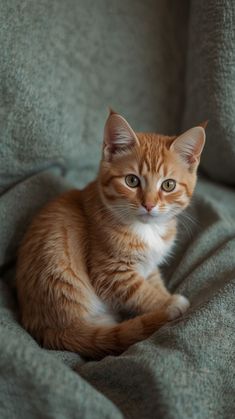 an orange and white cat sitting on top of a gray couch next to a window