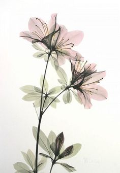 two pink flowers with green leaves on a white background