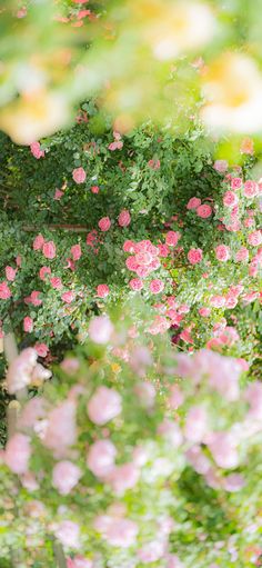 pink flowers are blooming in the garden