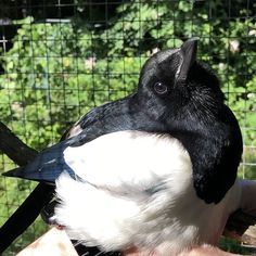 a black and white bird sitting on top of a person's hand next to a fence