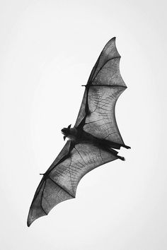 a black and white photo of a bat flying in the sky