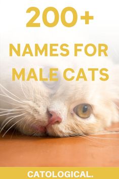 a white cat laying on top of a wooden floor next to the words, 200 names for male cats