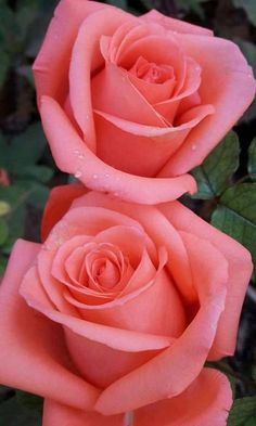 two pink roses with green leaves in the background