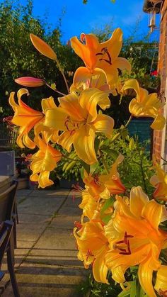 yellow flowers are blooming in the garden