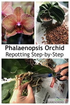 the process of growing and pruning an orchid