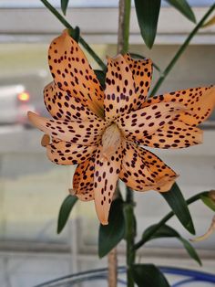 an orange and black flower with spots on it's petals in front of a window