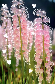 some pink flowers are in the grass with water droplets on them and heart shaped bubbles