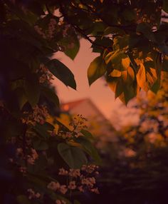 the sun is shining through some leaves and flowers