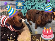 two dachshunds wearing birthday hats and sweaters