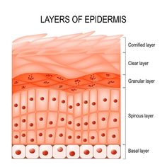 layers of epdermis are shown in this diagram, with the corresponding layers labeled