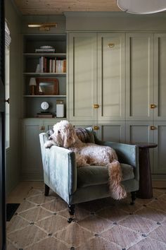 a dog is sitting on a chair in front of a bookcase and bookshelf