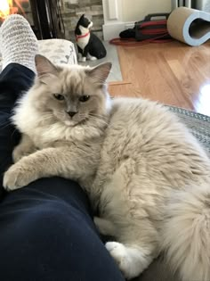 a fluffy cat is sitting on the arm of someone's couch in front of a fire place