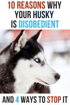 Husky Quotes, Husky Grooming, Siberian Husky Names