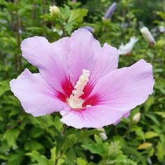 a pink flower with white stamen in the middle